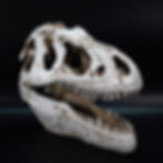 ESCHIO XXL T-REX