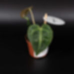 ANTHURIUM REGALE