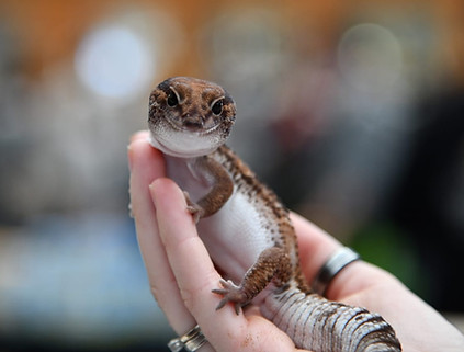 geco dalla coda Grass