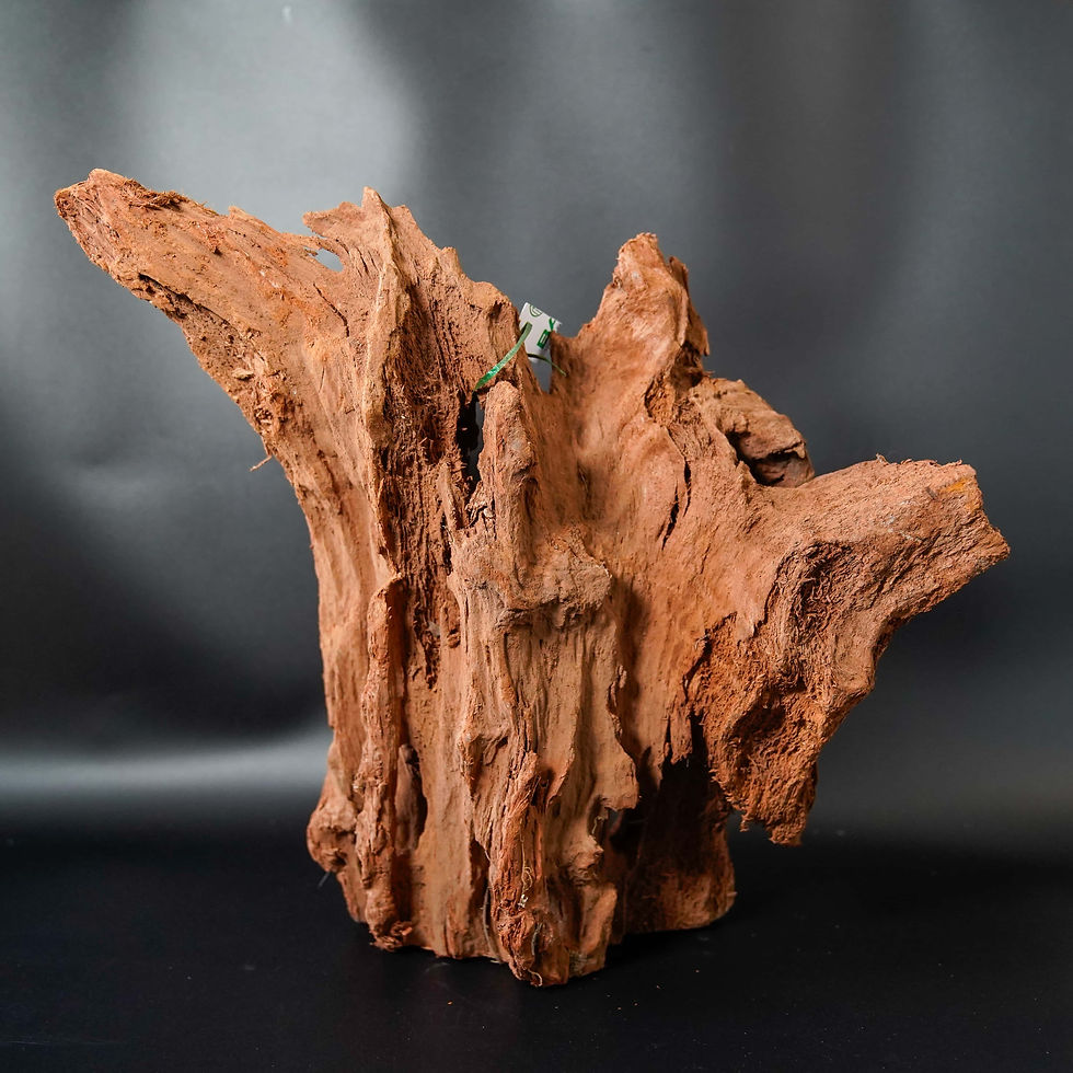 Miniatura: LEGNO DI MANGROVIA