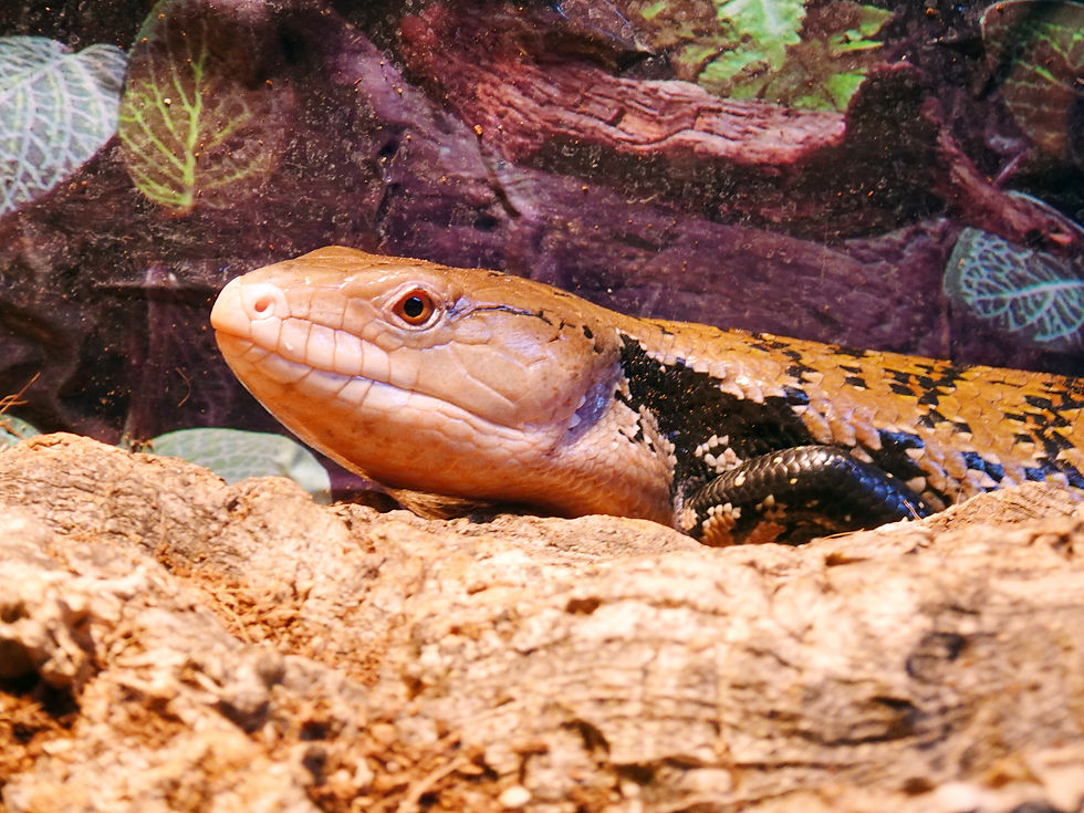 Miniatura: TILIQUA SCINCOIDES