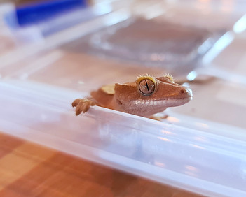 Correlophus Ciliatus