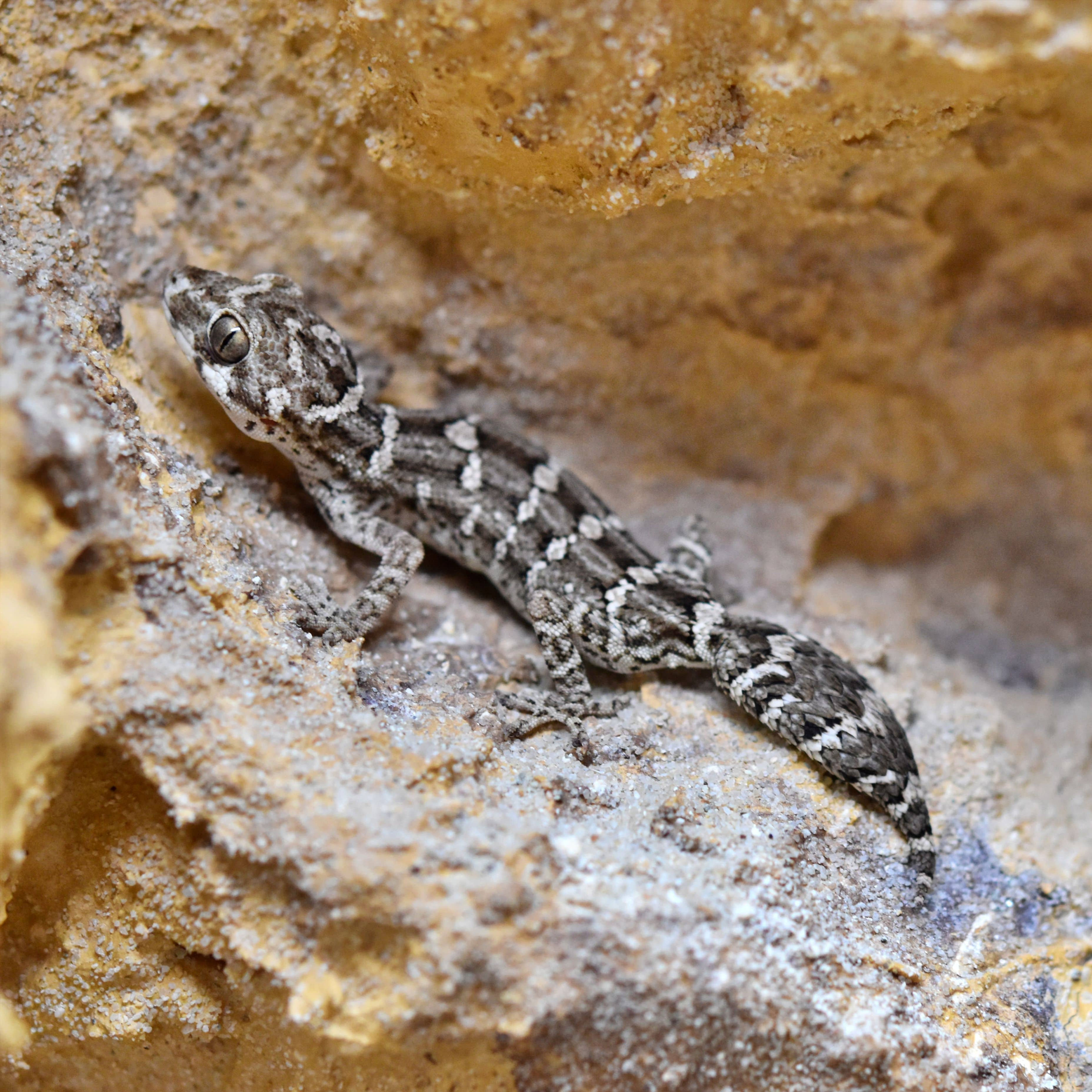HEMIDACTYLUS IMBRICATUS