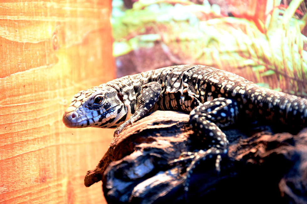 Miniatura: TEGU MERIANAE