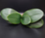 FOGLIE DI ORCHIDEA