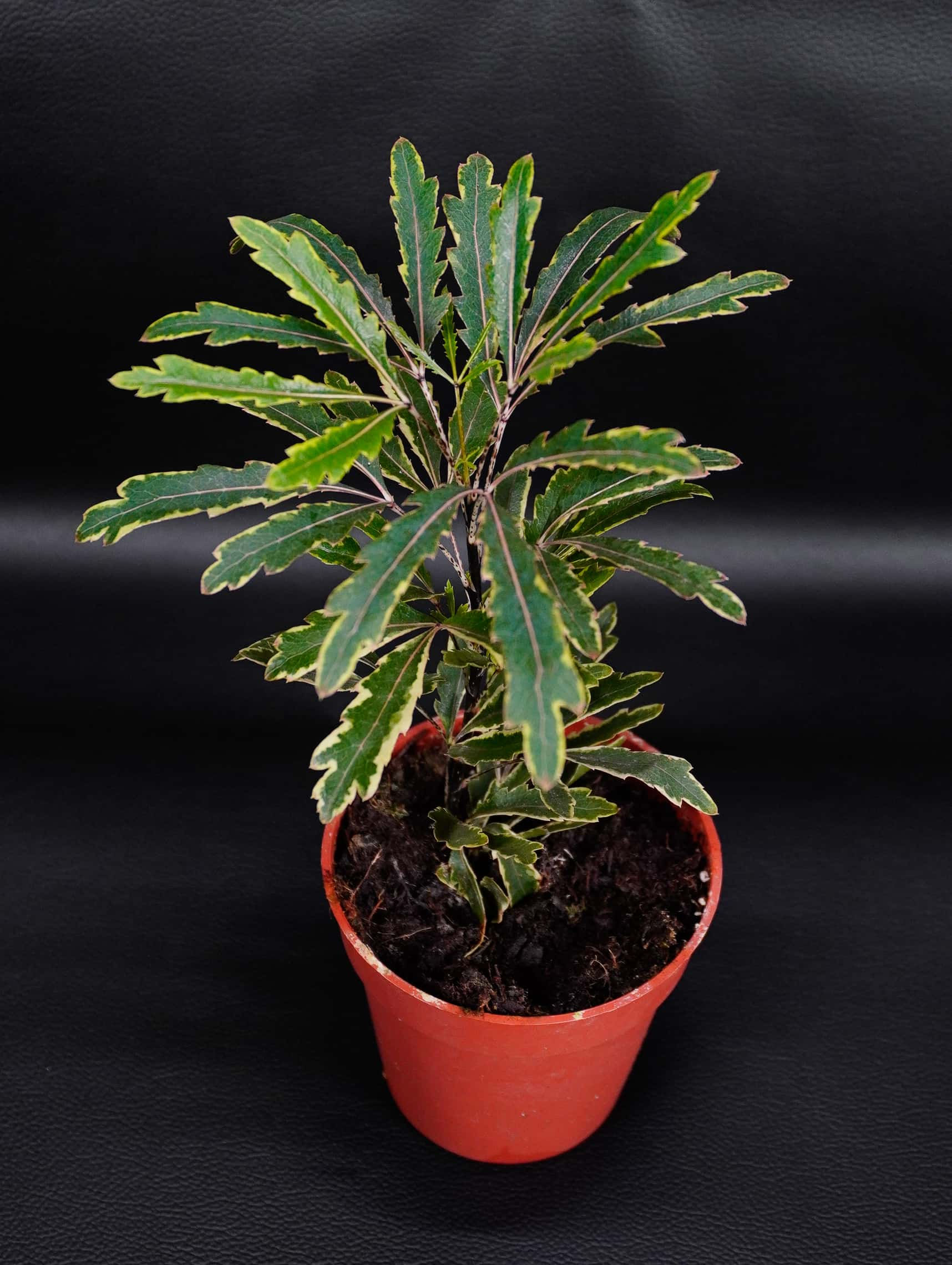 ARALIA ELEGANTISSIMA