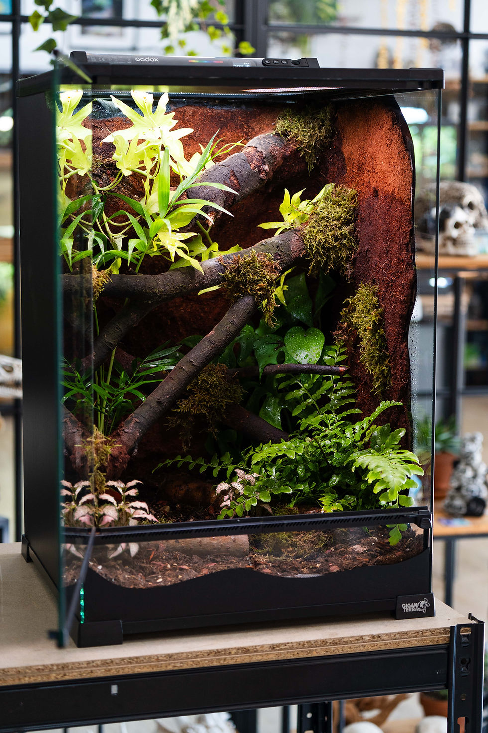Miniatura: TERRARIO 30X30X45 GIGANTERRA