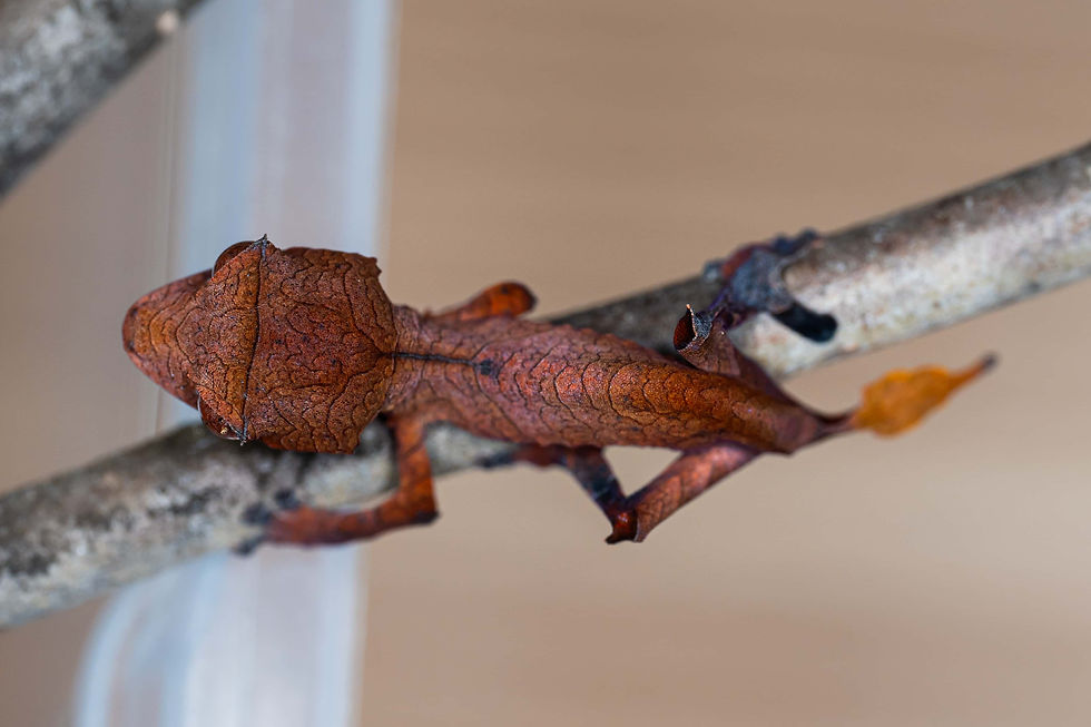 Miniatura: Uroplatus ebenaui