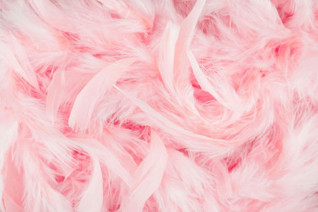 pink feathers.jpeg
