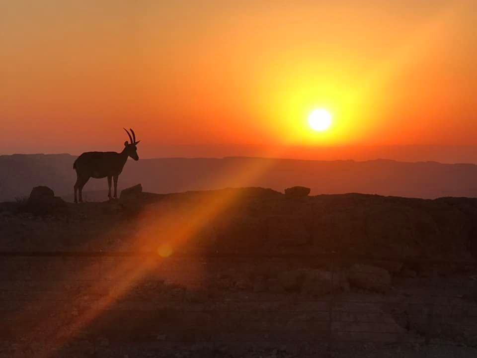 זריחה במדבר