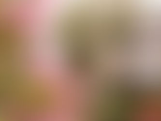 Spring flowers in front of a home