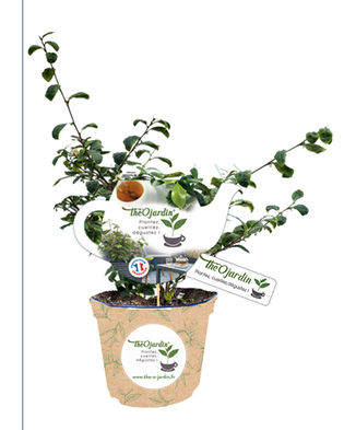 Pot THEOJARDIN avec PLV et entourage de pot.jpg