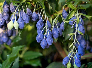 LUCKY_BERRY2.jpg