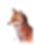 Old Fox