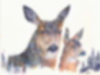 Boreal Cervidae
