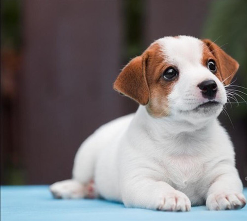 JACK RUSSEL Andina Pets