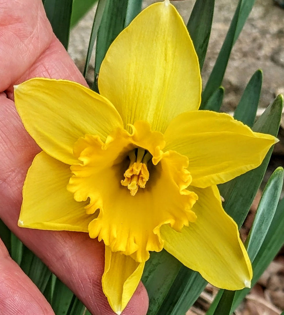 How exciting--our first daffodil!