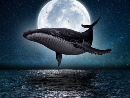 Every day is whale day -- we need the ocean and the ocean needs the #whales #amreading #ecofiction