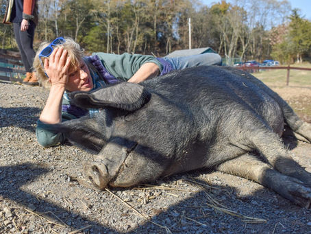 Empathy at the Catskill Animal Sanctuary: my #vegan journey with CINNAMON, a dairy cow's path to freedom #amreading