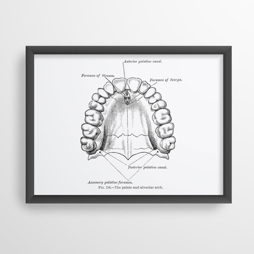 Palate and Alveolar Arch Dental Oral Surgeon Teeth Vintage Anatomy Art ...