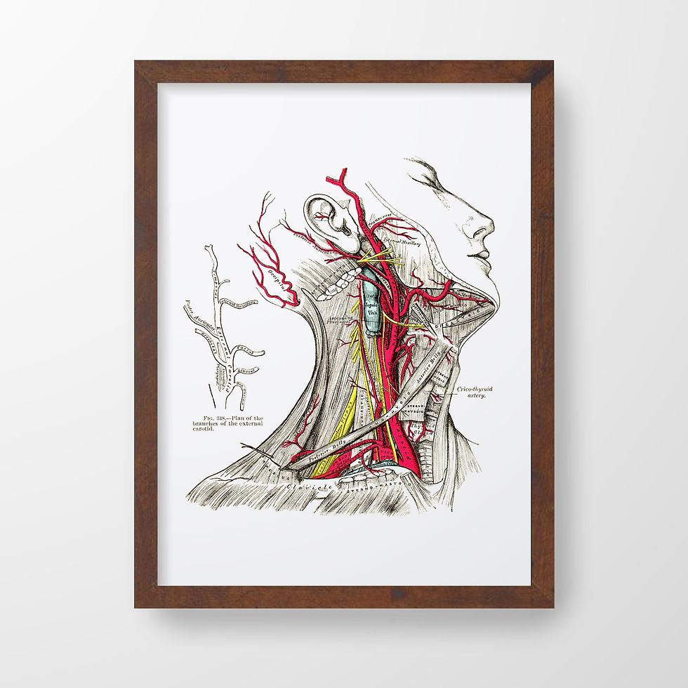 Thumbnail: Carotid Artery Neck Muscle Medical Model Vintage Human Anatomy Art Print