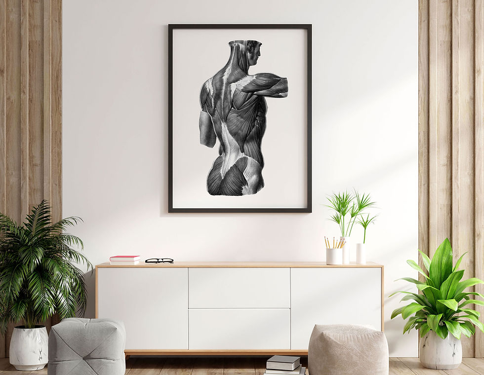 Thumbnail: Muscles of the Back, Shoulders, and Gluteus Vintage Human Anatomy Art Print