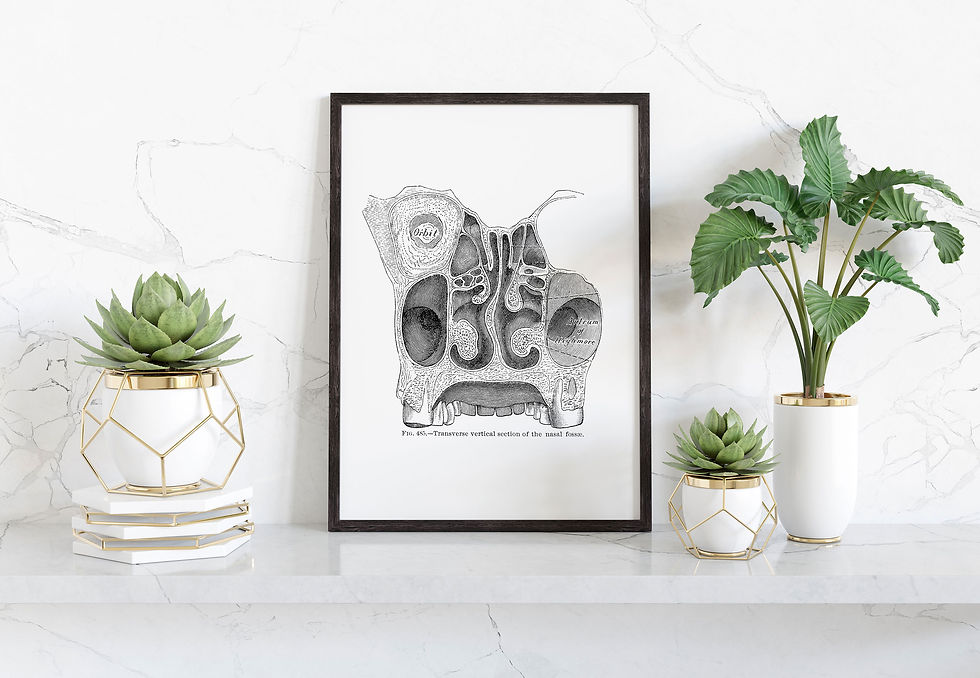 nasal cavity anatomy