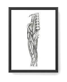 Lower Limb Anatomy Artwork