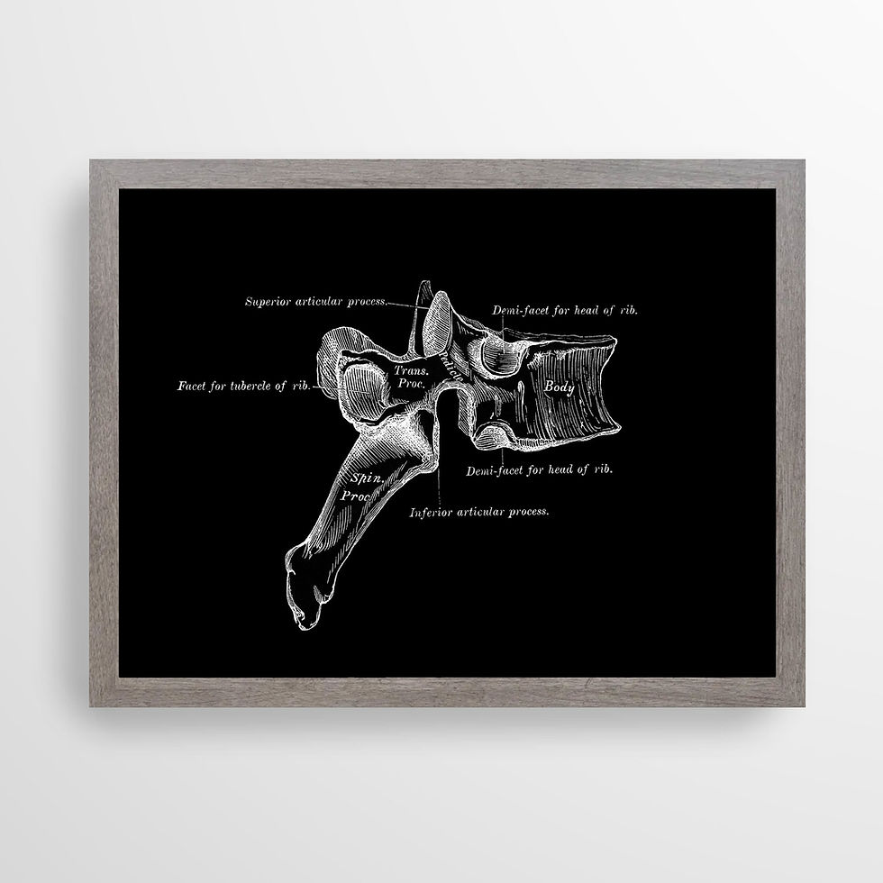 Thumbnail: Dorsal Vertebra Spine Bone Vintage Osteology Human Anatomy Art Print X-Ray Black