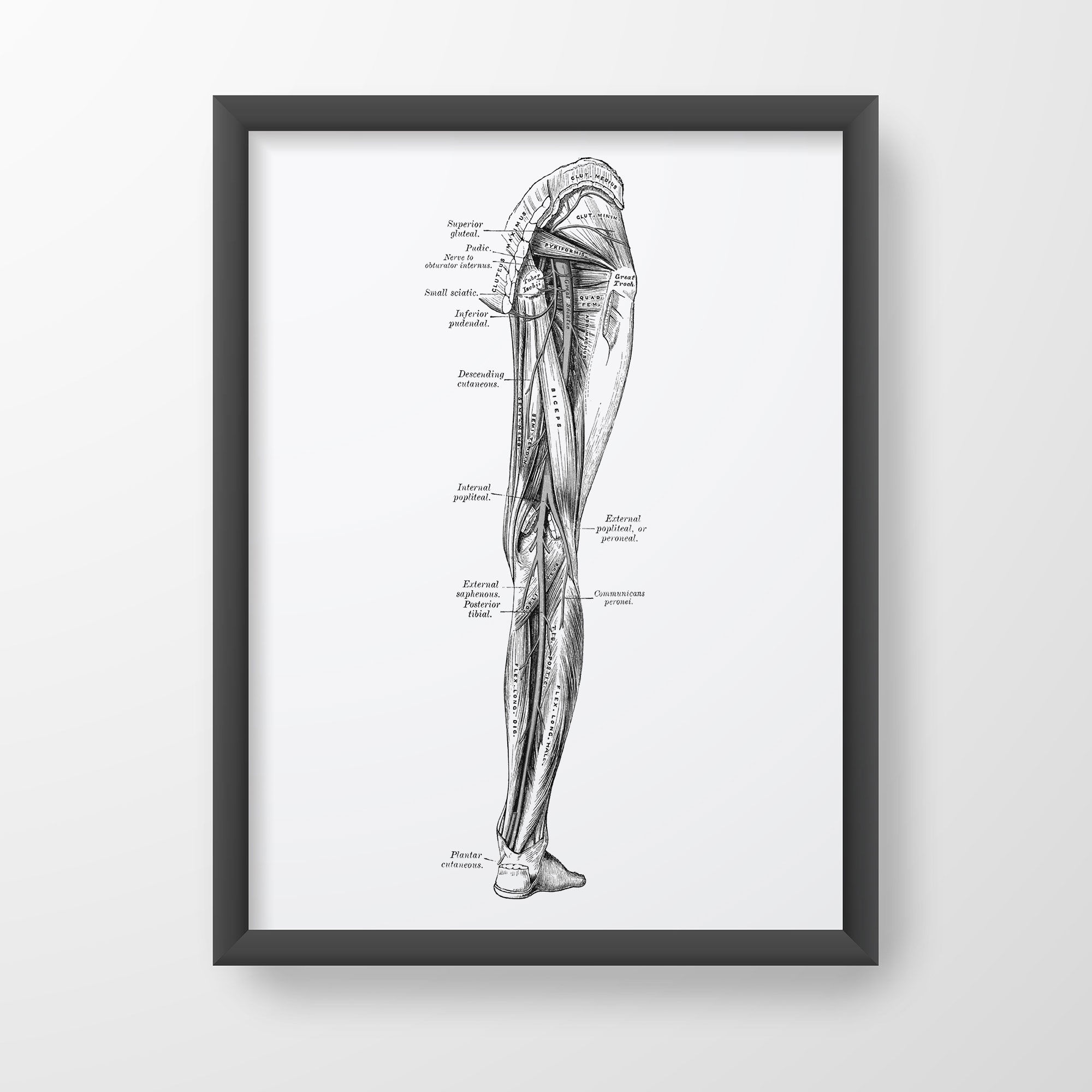 Leg Nerve Muscle Popliteal Sciatic Gluteal Vintage Human Anatomy Art Print