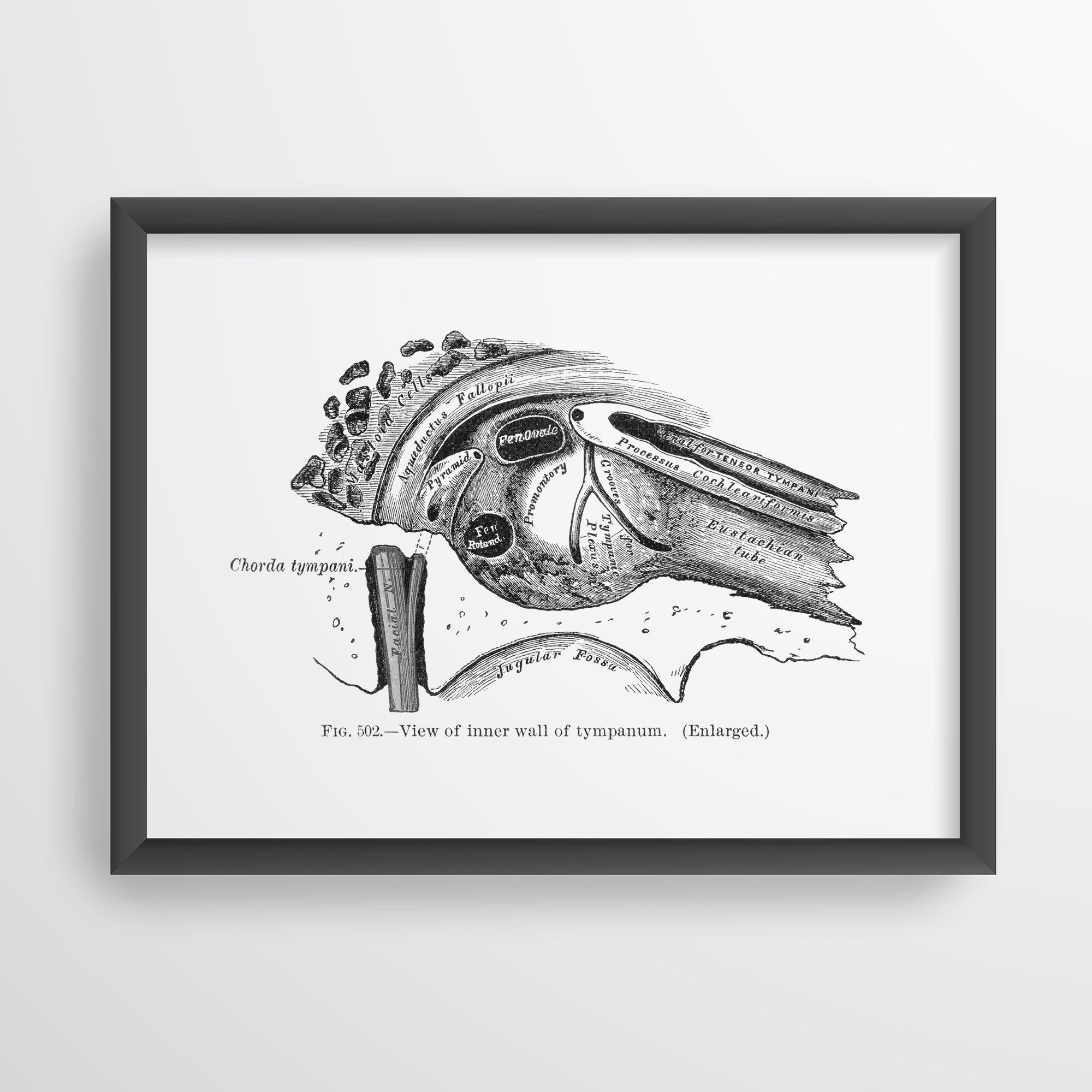 auditory anatomy art