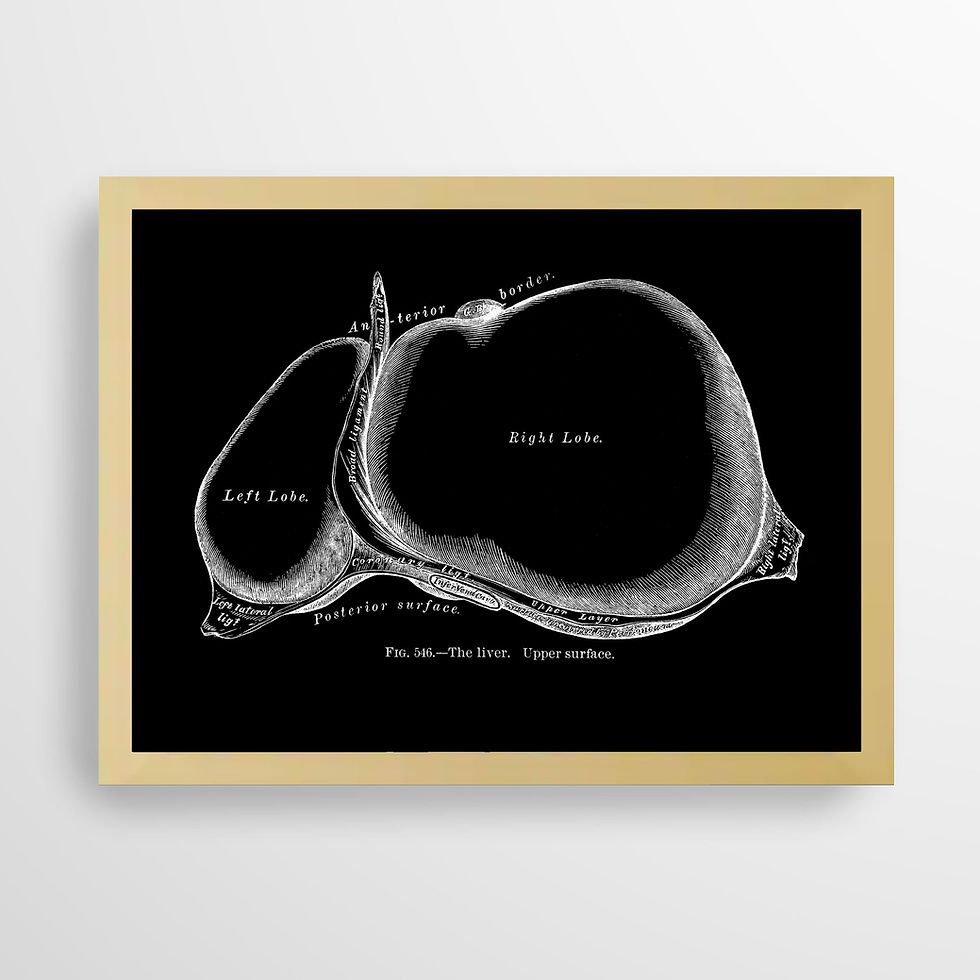 Thumbnail: Liver Upper Surface Hepatology Internal Human Anatomy Art Print X-Ray Black