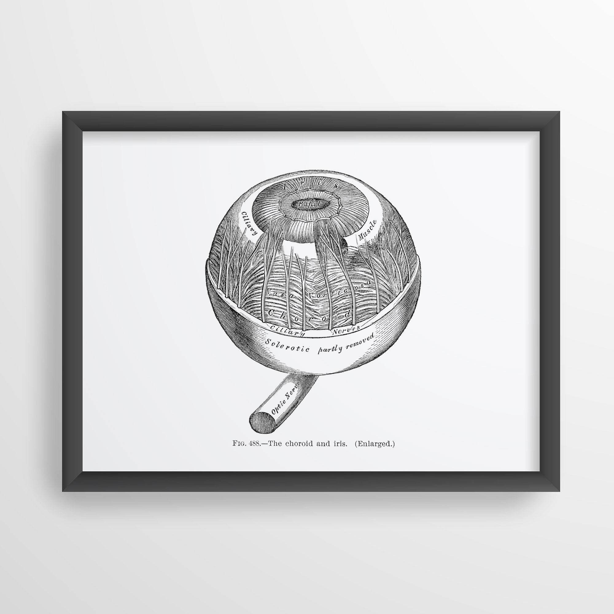 eye anatomy art print