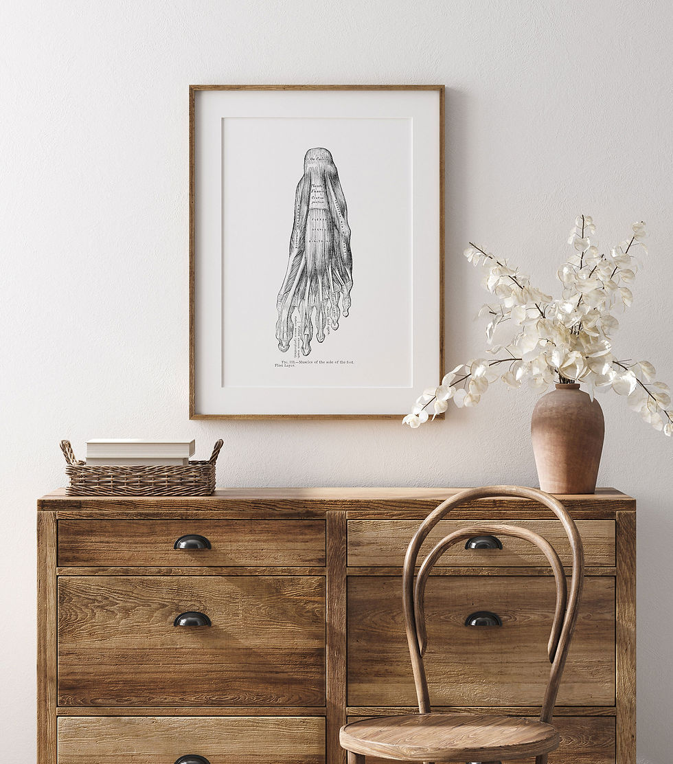 Thumbnail: Plantar Muscles of Sole First Layer Podiatry Foot Human Anatomy Art Print
