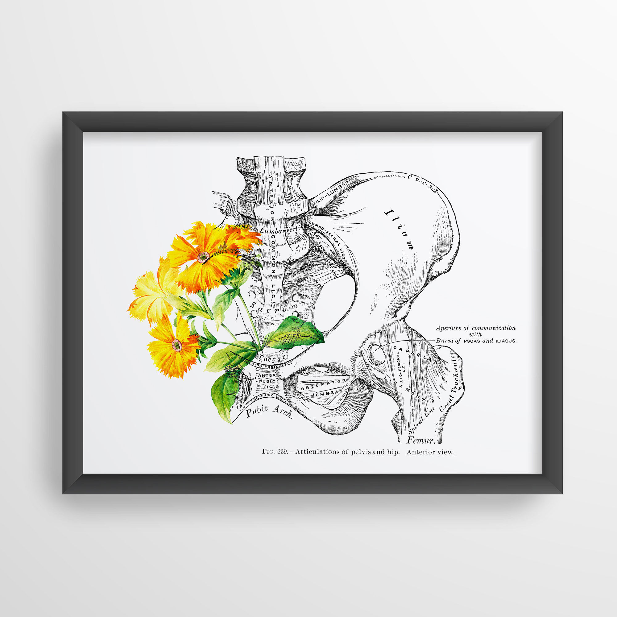 Pelvis Hip Joint Anterior Muscle Bone Osteology Floral Human Anatomy Ar