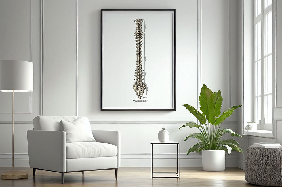 Thumbnail: Spine Vertebral Column from Behind Vintage Human Anatomy Art Print