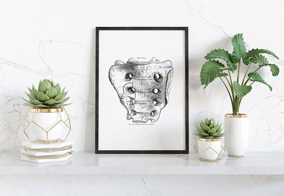 Sacrum anatomy art