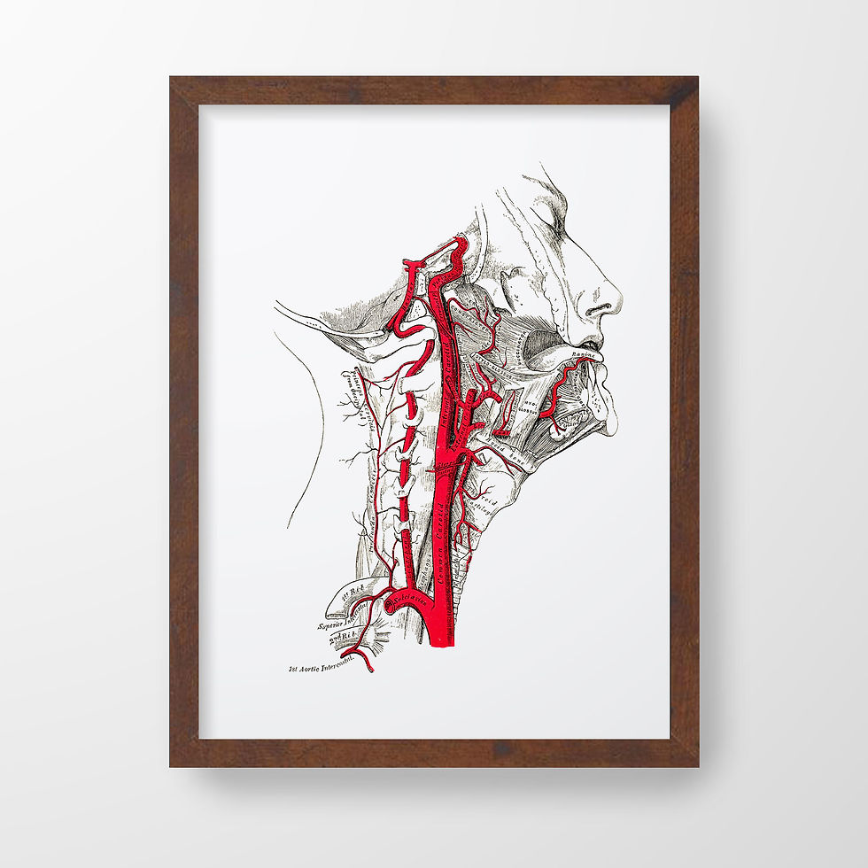 Thumbnail: Carotid and Basilar Artery Neck Human Anatomy Art Print