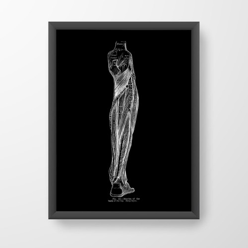 Leg Calf Deep Muscle Medical Illustration Human Anatomy Art Print XRay