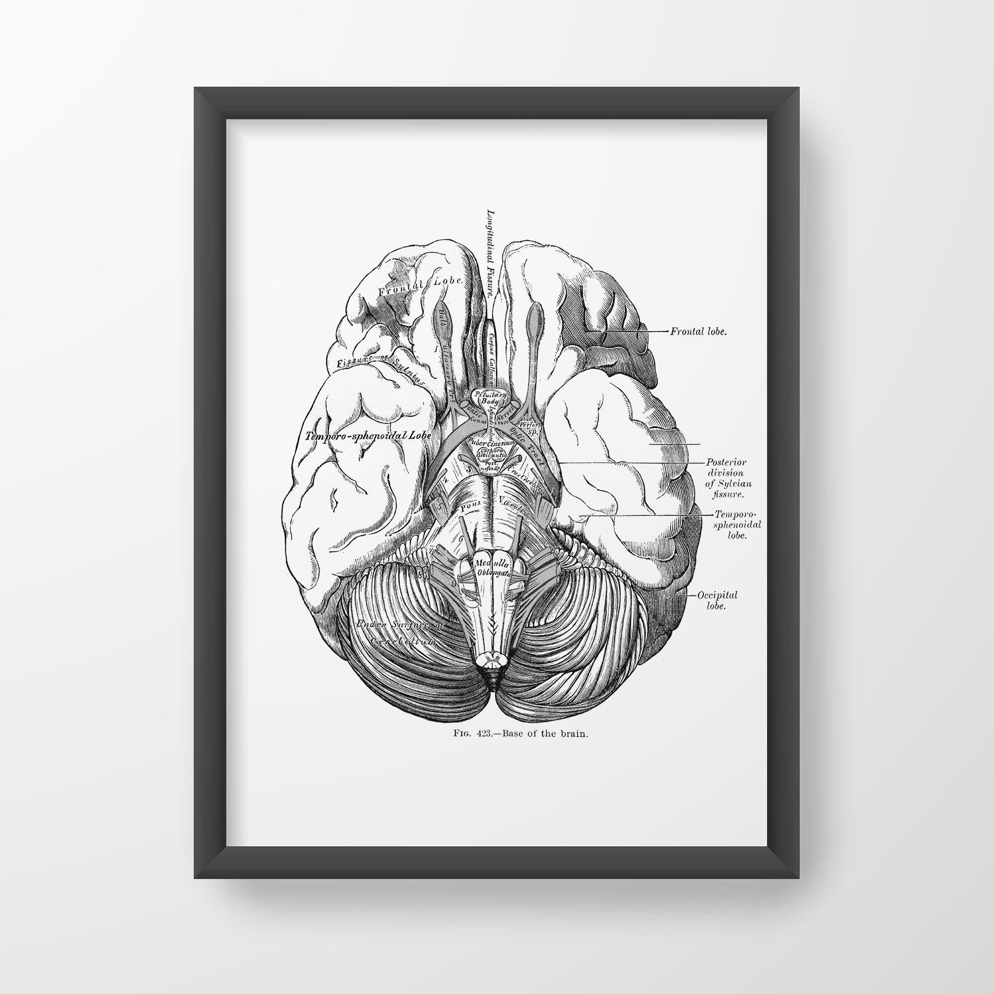 Brain Base Medulla Oblongata Cerebellum Vintage Human Anatomy Neuro Art Print