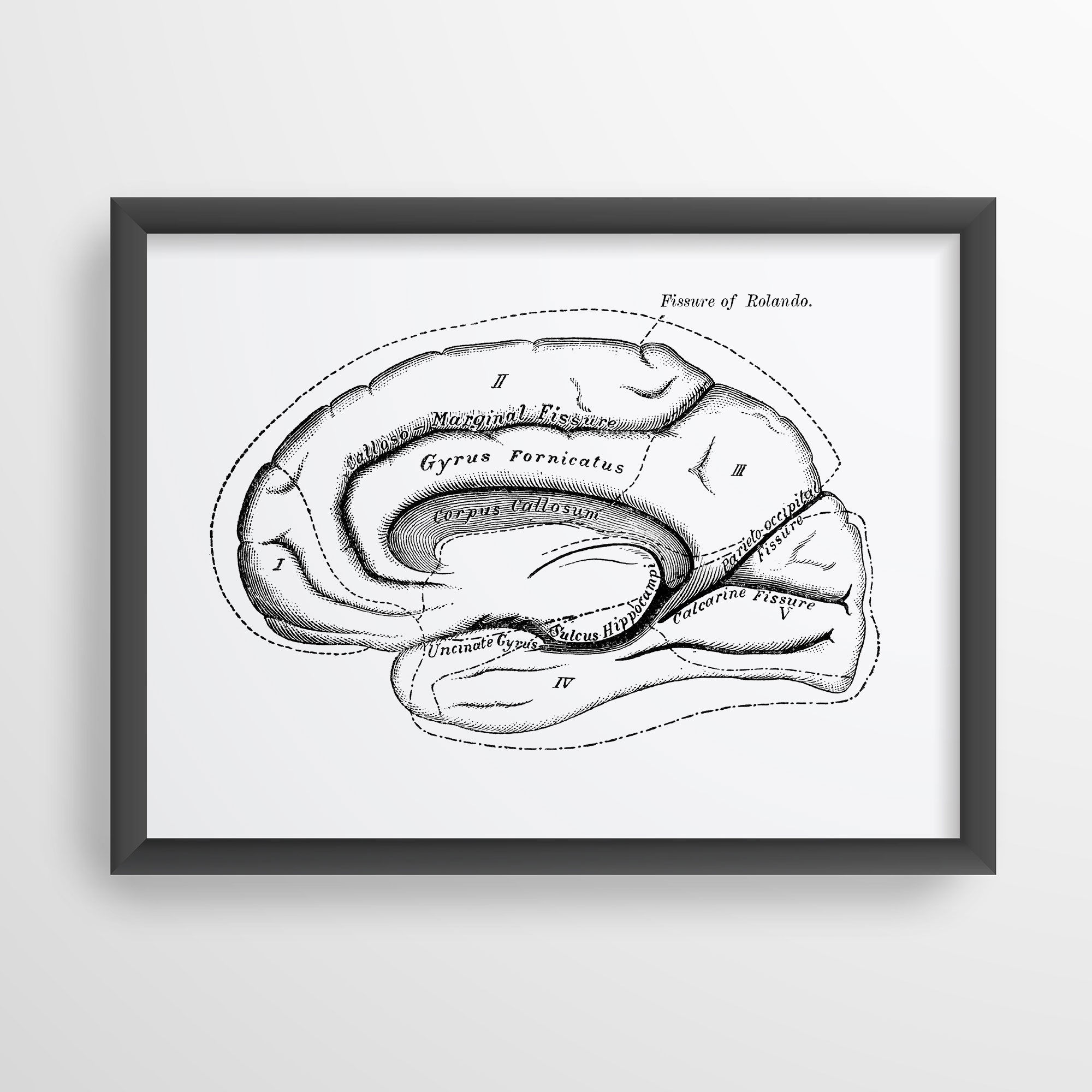 Brain anatomy art