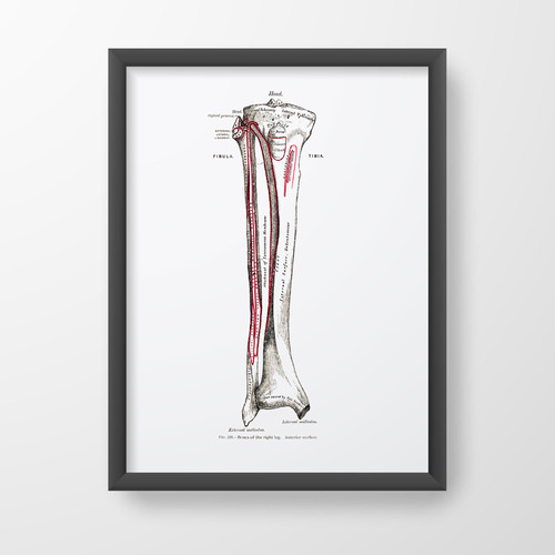 Fibula Tibia Leg Bone Orthopedic Vintage Human Anatomy Art Print ...