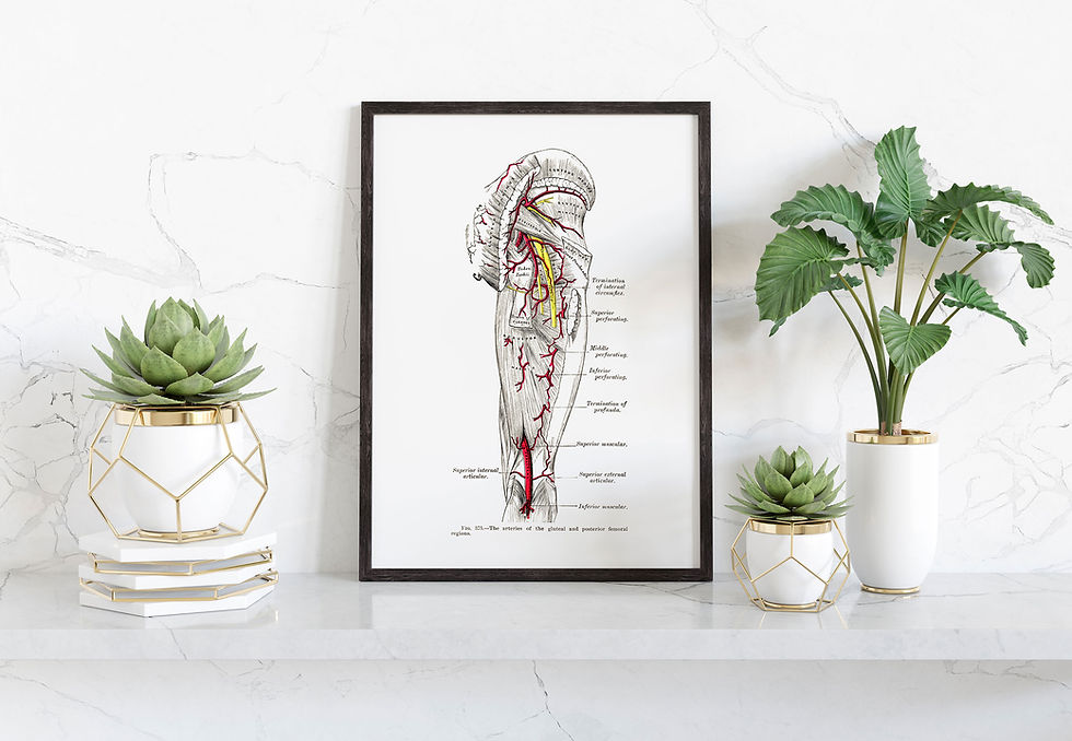 Thumbnail: Sciatic Artery Gluteal and Posterior Femoral Leg Muscle Human Anatomy Art Print