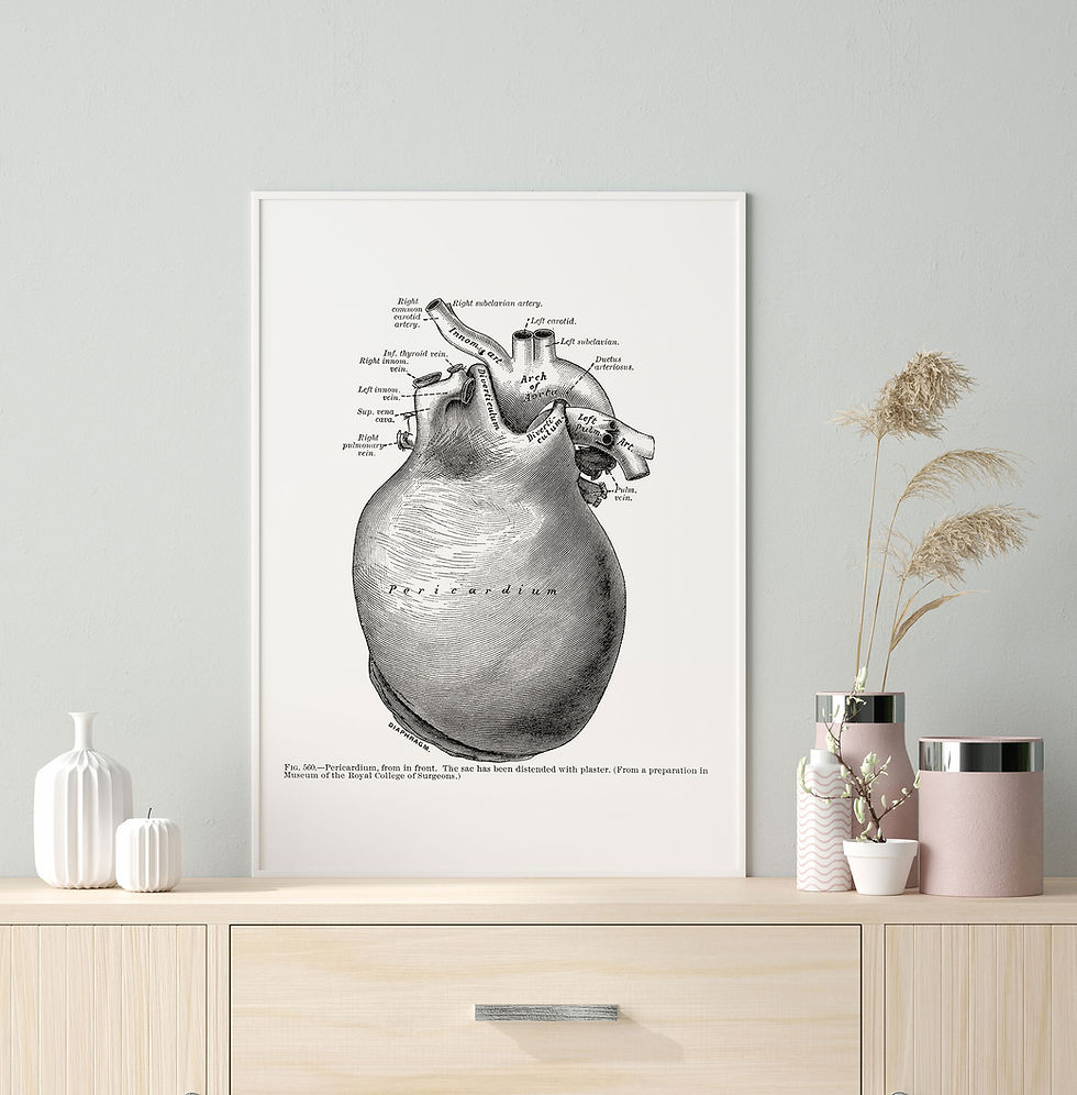 Thumbnail: Pericardium Front Aorta Heart Vintage Human Anatomy Art Print