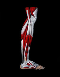 Leg Anatomy Oil Painting by Beth Eckel