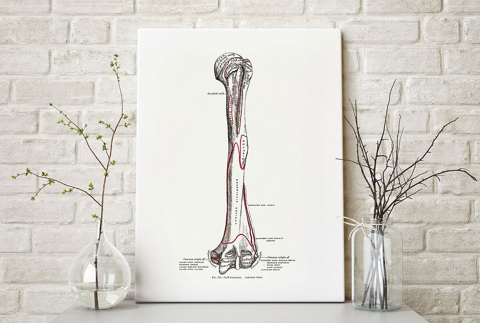 Thumbnail: Arm Bone Humerus Anterior Ortho Vintage Human Anatomy Art Print
