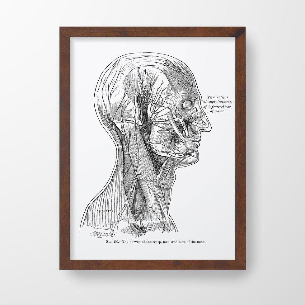 Thumbnail: Neck Face Scalp Muscle and Nerve Vintage Medical Drawing Human Anatomy Art Print