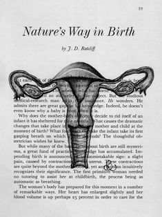 book page drawing of Uterus 