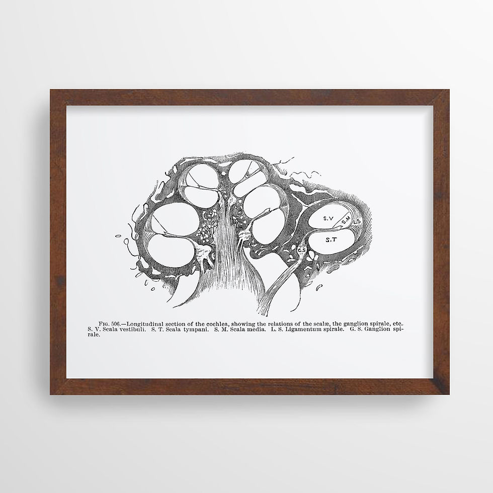 Thumbnail: Cochlea Longitudinal Section Ear Hearing Sound Vintage Audiology ENT Anatomy Art