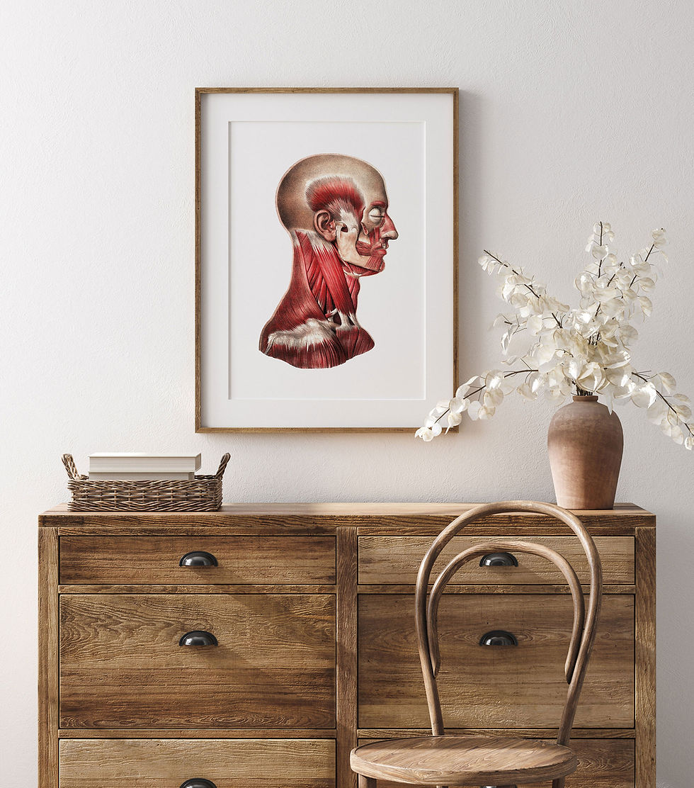 Thumbnail: Neck and Face Muscle Full  Color Vintage Human Anatomy  Art  Print